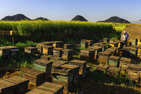 采蜂蜜丰收景象养蜂背景