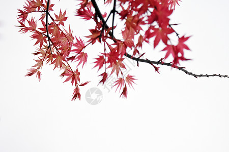 秋天红色的枫树秋天红枫背景