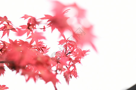 热情红色枫叶秋天红枫背景