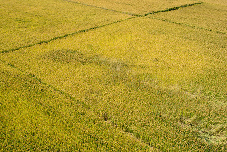 撒化肥稻田背景
