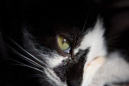 眼神惊悚防猫眼高清图片