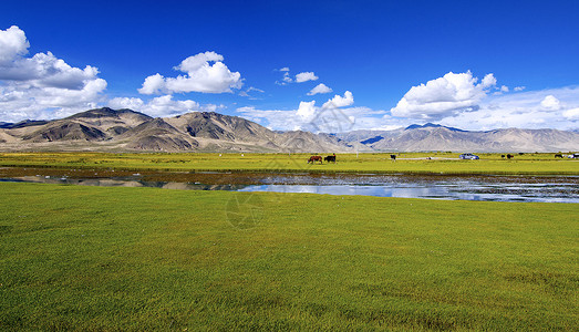 西藏牧场西藏风光背景