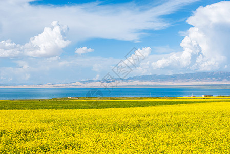 青海湖油菜花图片