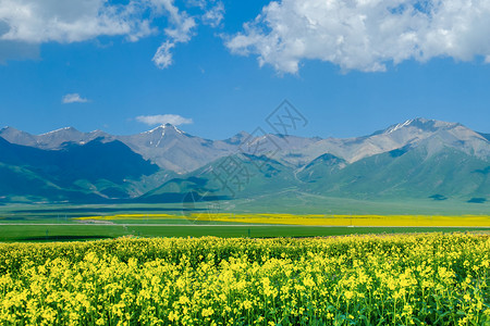 油菜花背景图片