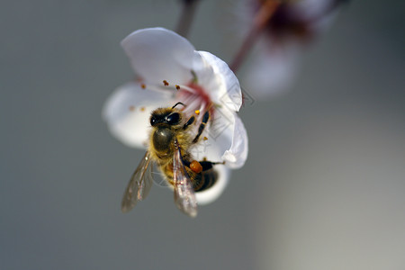 采蜜壁纸蜜蜂采蜜背景