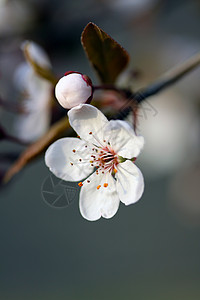 樱花软膜天花素材高清图片