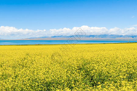 罗平花海油菜花海背景