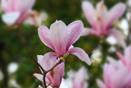 玉兰花背景图片