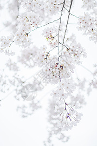 樱花留白茂盛繁密高清图片