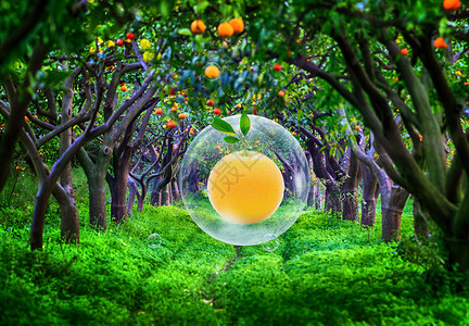 泰国水果园自然果园设计图片