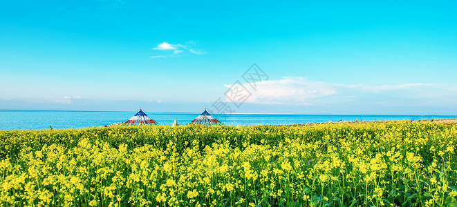 青海湖畔油菜花背景图片