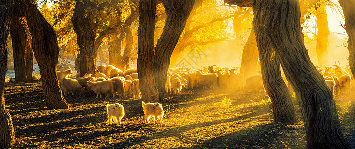 胡杨林里的羊群高清图片