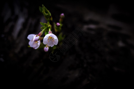 春天心情樱花节.玉渊潭背景