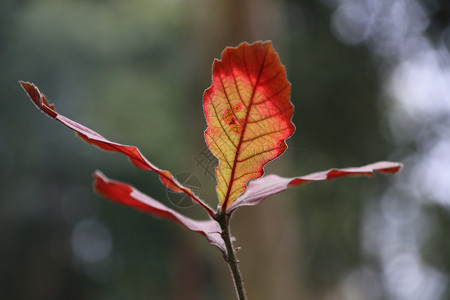 秋天的红叶图片