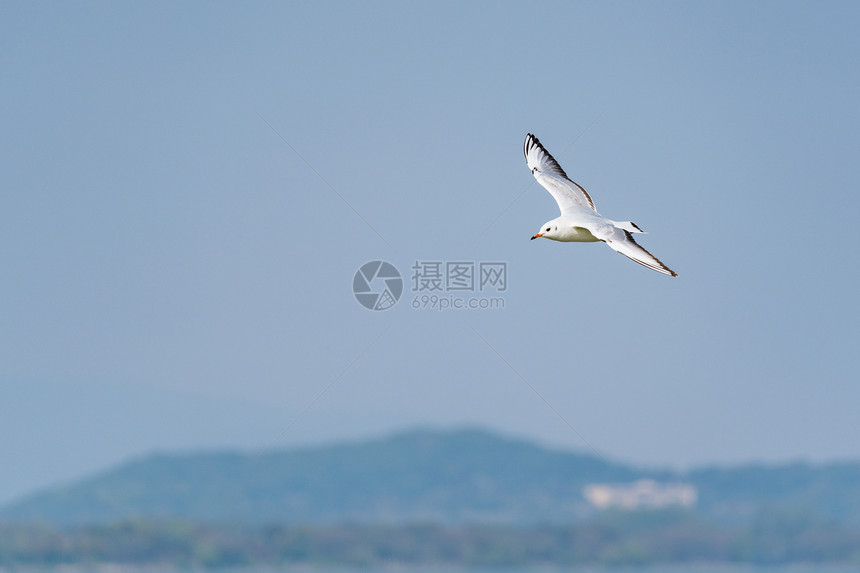 飞翔的海鸥图片