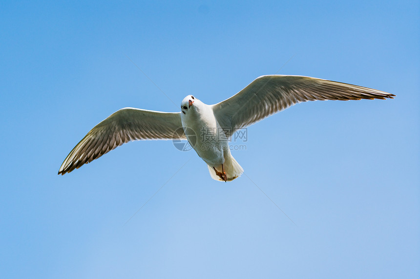 飞翔的海鸥图片
