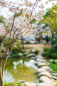 花卉丰富无锡鼋头渚樱花背景