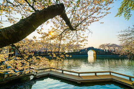 花卉丰富无锡鼋头渚樱花背景