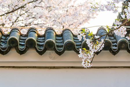 美丽的色彩无锡鼋头渚樱花背景