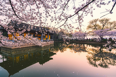 花卉丰富无锡鼋头渚樱花背景