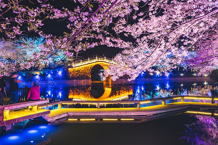 夜景樱花无锡鼋头渚樱花背景