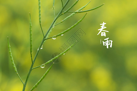 春雨贵如油图片