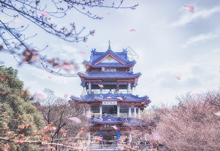 飞舞樱花瓣赏樱阁赏樱背景