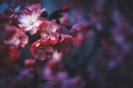 夜开花暗香樱花背景