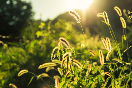 夏日狗尾草植物逆光摄影图片