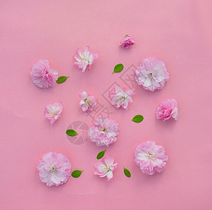 粉色樱花花瓣图片