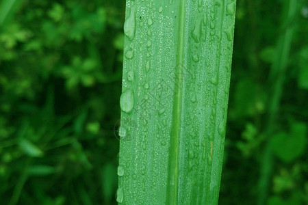 白露时节霜纷纷绿草上的露水背景