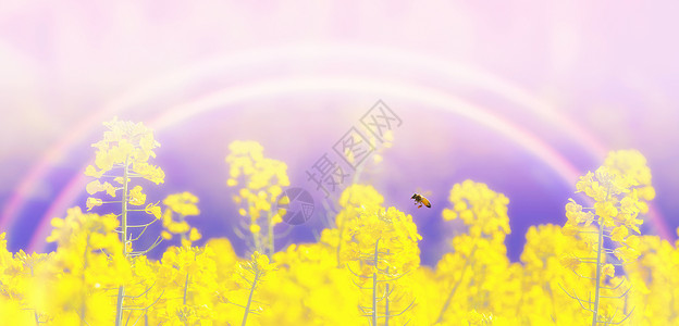 花卉蓝天背景背景图片