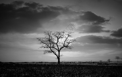 孤独的树背景图片