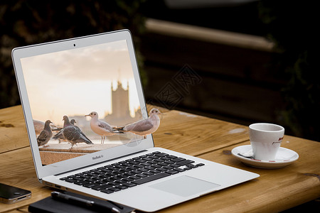 自然与动物鸽子钻出电脑屏幕自然与科技结合设计图片
