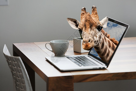 长颈鹿钻出电脑屏幕自然与科技结合背景图片