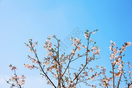 蓝天下的樱花树高清图片