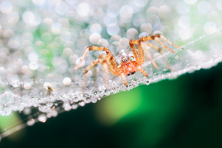 水珠上的蜘蛛背景图片