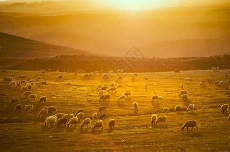 牧羊少年阳光牧场背景