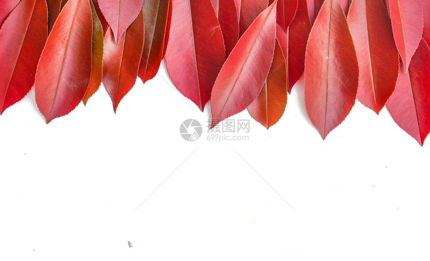 红色叶子图片