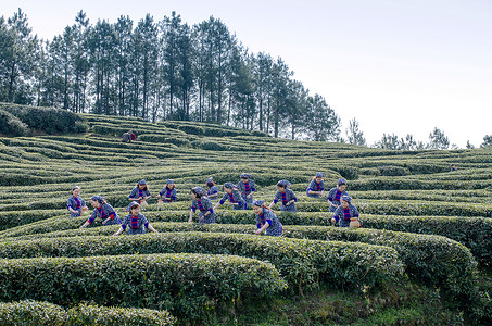 采茶凤凰单丛茶高清图片