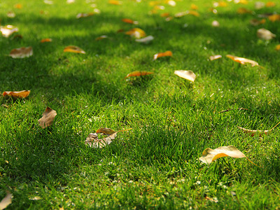 草坪与落叶背景图片
