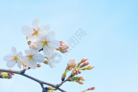 红色海棠花花园花朵 微距拍摄 海棠花 白色 黑色背景