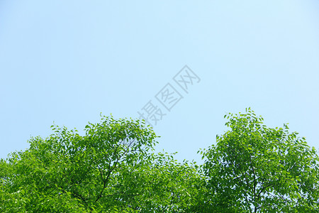 蓝天下的绿树背景图片