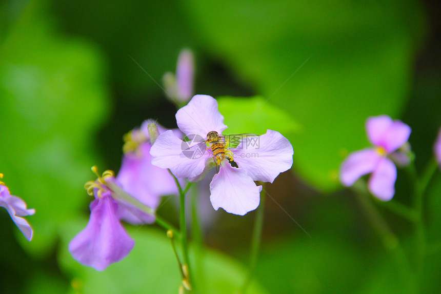 蜜蜂采花蜜图片