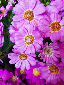 粉色瓜叶菊背景图片