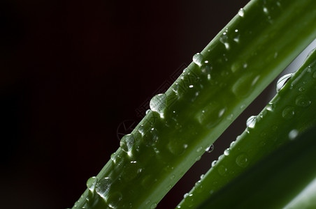 水滴水珠叶茎高清图片