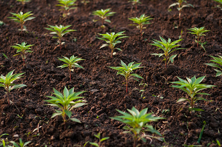 田地木本植物高清图片