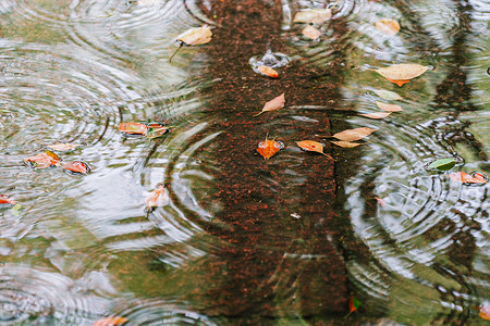 雨滴形状水中涟漪落叶背景