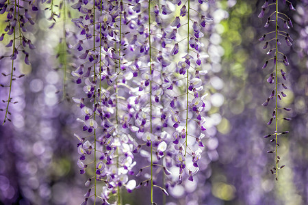 紫藤花盛开的紫藤花高清图片