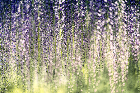 紫藤花盛开的紫藤花高清图片